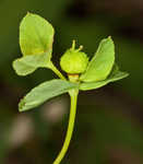 Warty spurge